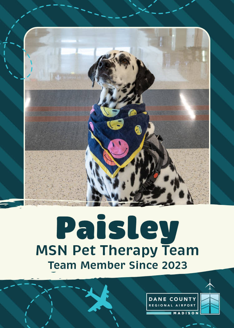 Paisley pet therapy dog